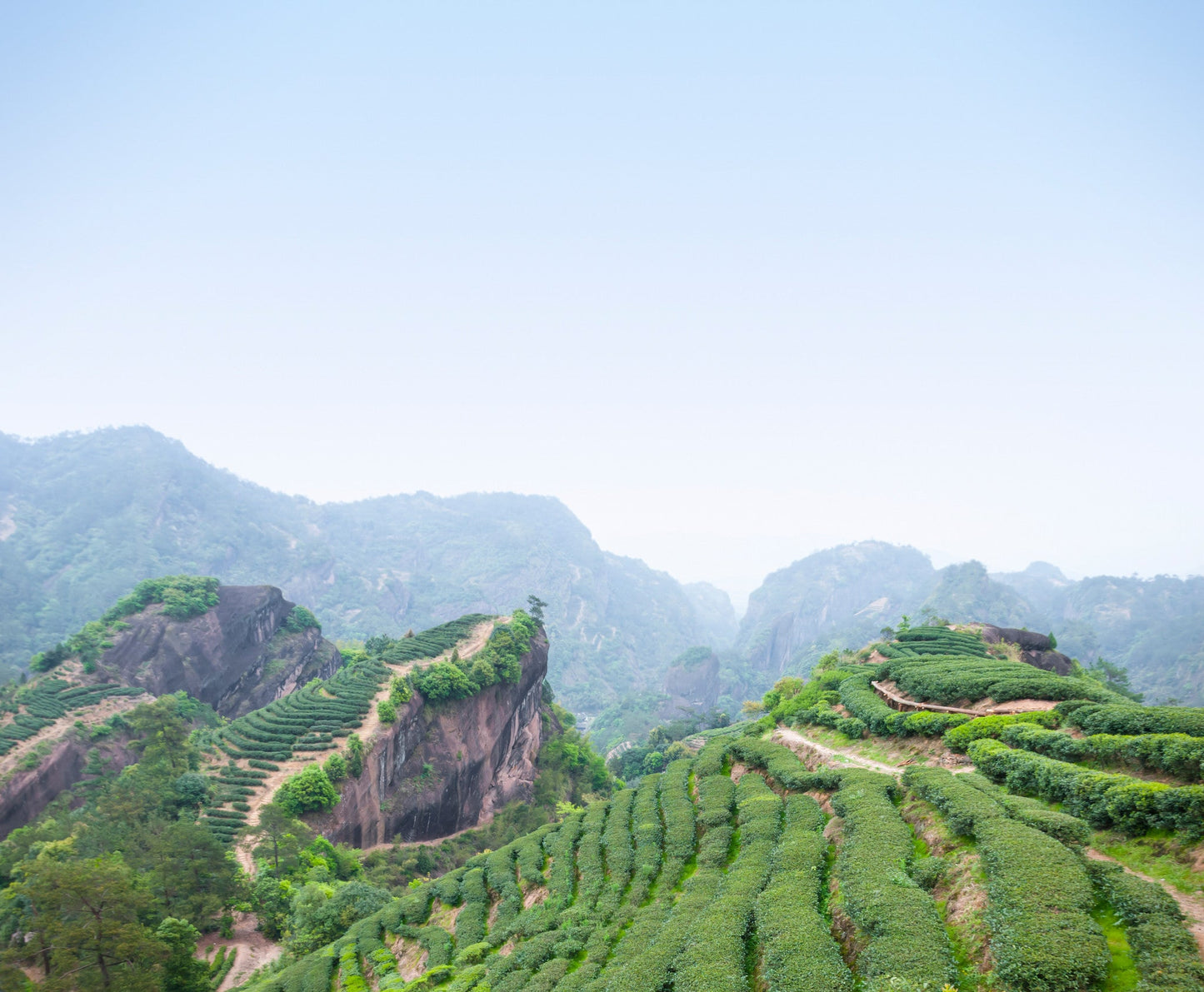 Oolong Da Hong Pao